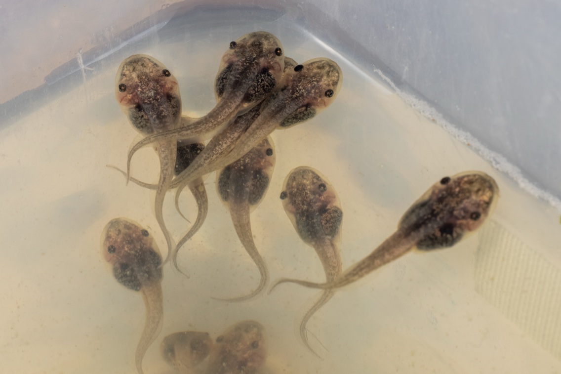 Cyborg tadpoles with soft flexible neural implants — Harvard